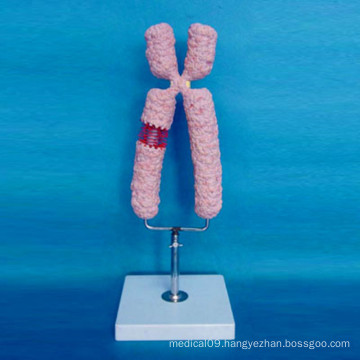 High Quality Human Chromosome Enlarged Model for Medical Teaching (R180119)